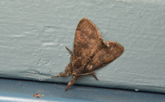 Dasychira vagans