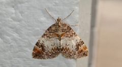 Dysstroma sobria