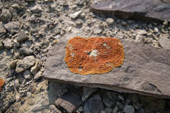 Xanthomendoza trachyphylla