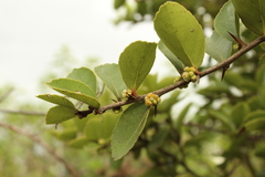 Xylosma spiculifera