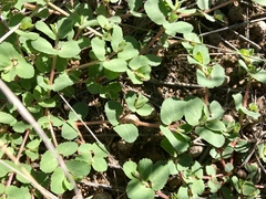 Euphorbia stictospora