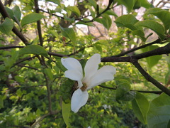 Magnolia salicifolia