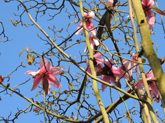 Magnolia campbellii