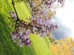 Syringa hyacinthiflora
