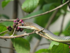 Masticophis schotti ruthveni