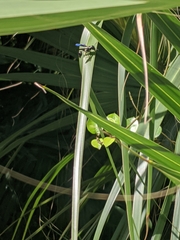 Zethus spinipes variegatus image