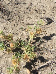 Tripterocalyx micranthus