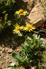 Packera heterophylla