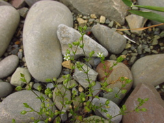 Arenaria leptoclados