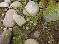 Arenaria leptoclados