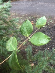 Lonicera ciliosa