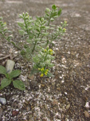 Alyssum hirsutum