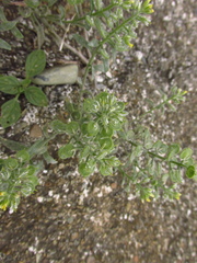Alyssum hirsutum
