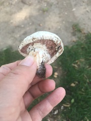 Agaricus