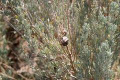 Rhopalomyia pomum