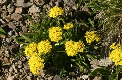 Patrinia sibirica