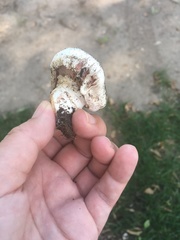 Agaricus