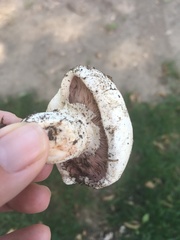 Agaricus