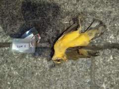 Setophaga caerulescens