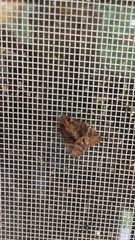 Phosphila turbulenta