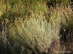 Lavandula pedunculata