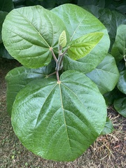Actinidia chinensis