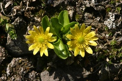 Oxygraphis glacialis