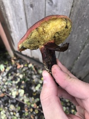 Hortiboletus coccyginus