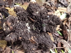 Geastrum pectinatum