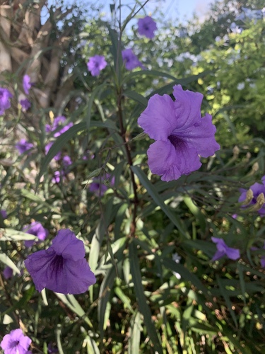 Ruellia simplex image