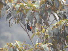 Ramphocelus flammigerus flammigerus