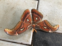 Attacus taprobanis
