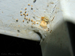 Theridion