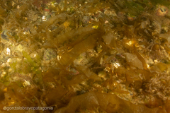 Asperococcus
