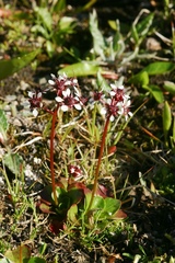 Micranthes melaleuca