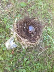 Dumetella carolinensis