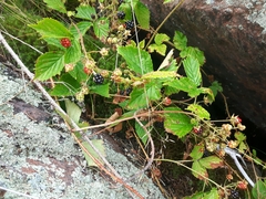 Rubus