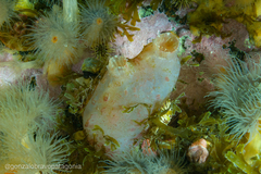Ascidiella aspersa