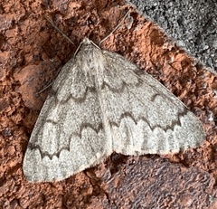 Nepytia pellucidaria