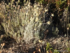 Lavandula pedunculata