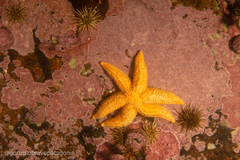 Allostichaster capensis