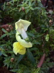 Antirrhinum majus