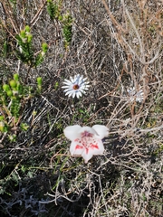 Gladiolus variegatus