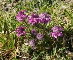 Pedicularis anthemifolia