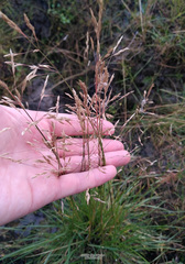 Deschampsia cespitosa glauca