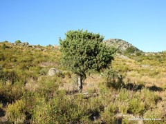 Lavandula pedunculata