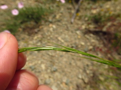 Achnatherum bromoides