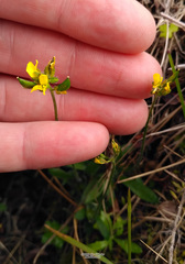 Draba glacialis