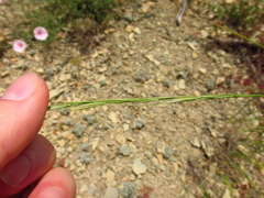 Achnatherum bromoides