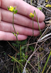 Draba glacialis
